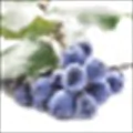 Mahonia